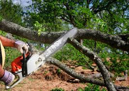 How Our Tree Care Process Works  in  Nicholson, GA